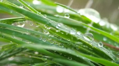 Yeşil çimenler yağmur damlalarıyla birlikte