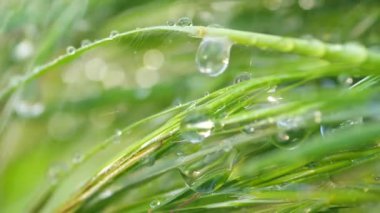 Yeşil çimenler yağmur damlalarıyla birlikte