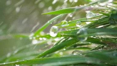 Yeşil çimenler yağmur damlalarıyla birlikte