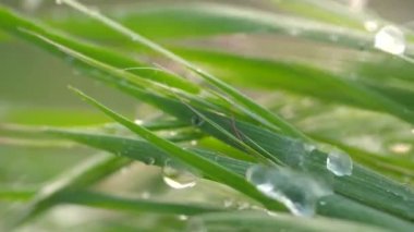 Yeşil çimenler yağmur damlalarıyla birlikte