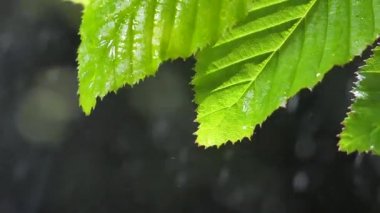 Çiy damlalı yeşil yaprak