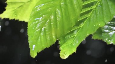 Çiy damlalı yeşil yaprak