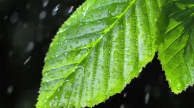 Çiy damlalı yeşil yaprak