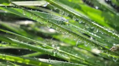 Yeşil çimenler yağmur damlalarıyla birlikte