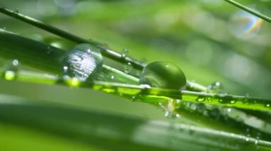 Yeşil çimenler yağmur damlalarıyla birlikte