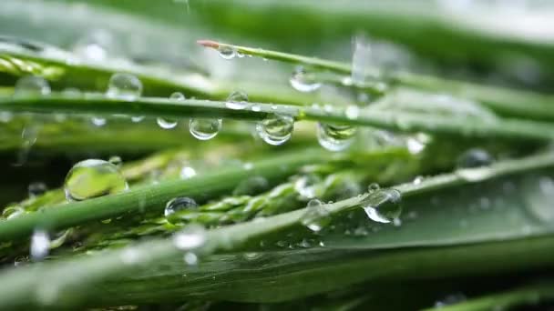 天然绿草 有雨滴 — 图库视频影像