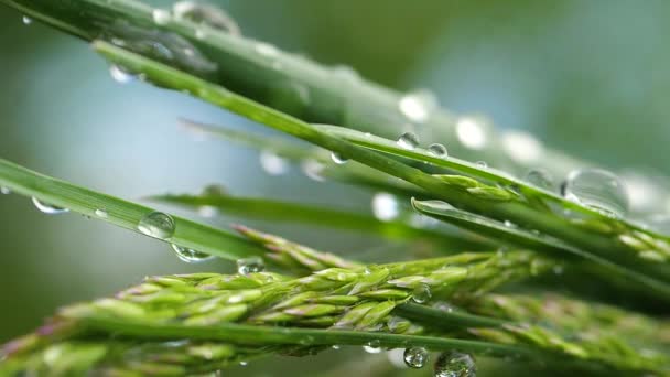 Hierba Verde Naturaleza Con Gotas Lluvia — Vídeos de Stock