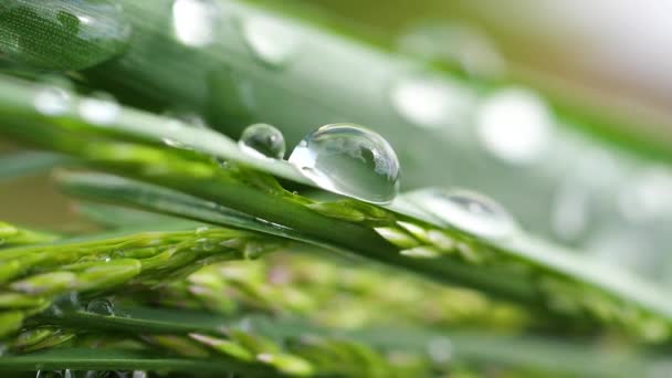 Herbe Verte Dans Nature Avec Des Gouttes Pluie — Video