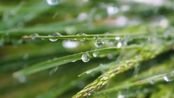 Herbe verte dans la nature avec des gouttes de pluie