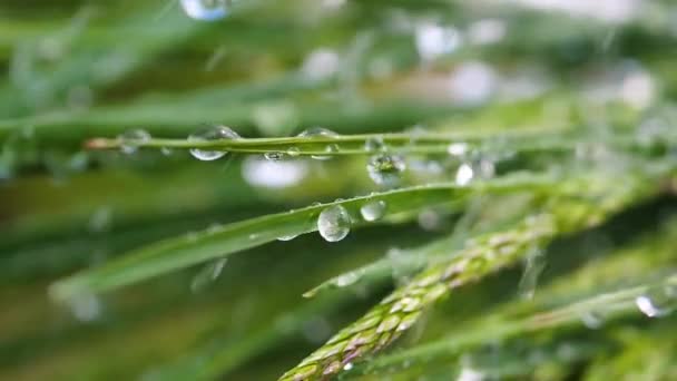 Herbe Verte Dans Nature Avec Des Gouttes Pluie — Video