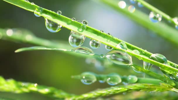 Herbe verte dans la nature avec des gouttes de pluie
