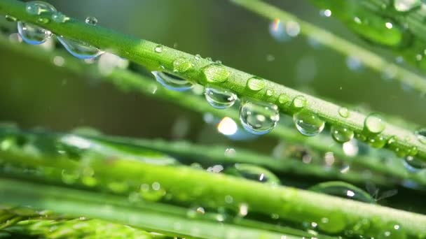 Herbe verte dans la nature avec des gouttes de pluie