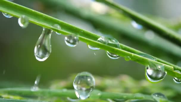 Herbe verte dans la nature avec des gouttes de pluie