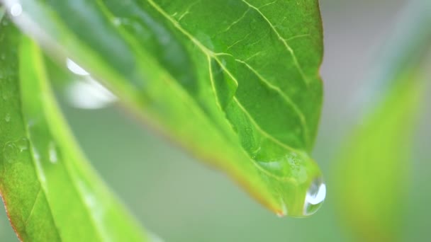 露が落ちる緑の葉 — ストック動画