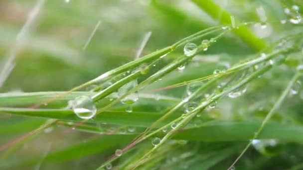Herbe verte dans la nature avec des gouttes de pluie