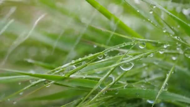 Herbe Verte Dans Nature Avec Des Gouttes Pluie — Video