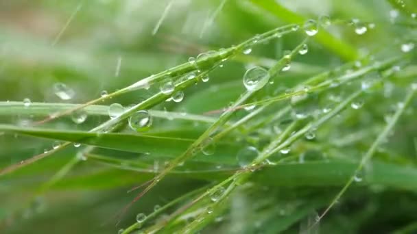 Grama Verde Natureza Com Gotas Chuva — Vídeo de Stock