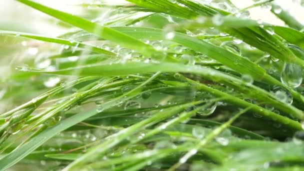 Hierba Verde Naturaleza Con Gotas Lluvia — Vídeos de Stock