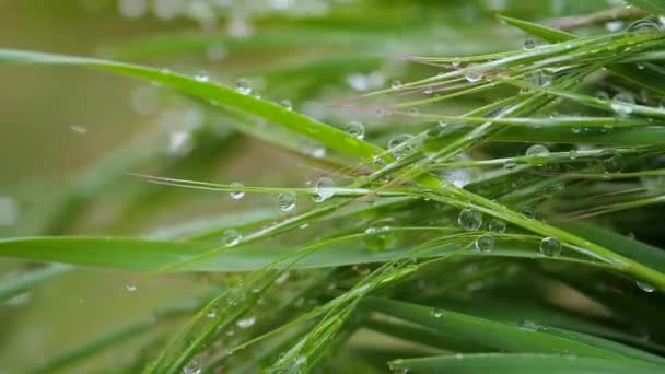 Herbe verte dans la nature avec des gouttes de pluie