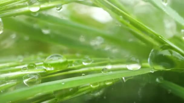Grünes Gras Der Natur Mit Regentropfen — Stockvideo