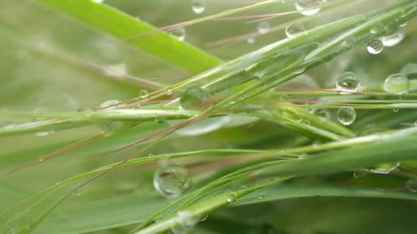 Grönt Gräs Naturen Med Regndroppar — Stockvideo