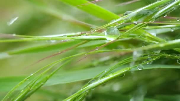 Herbe verte dans la nature avec des gouttes de pluie
