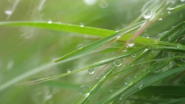 Groen Gras Natuur Met Regendruppels — Stockvideo