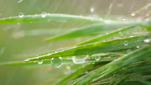 Herbe Verte Dans Nature Avec Des Gouttes Pluie — Video