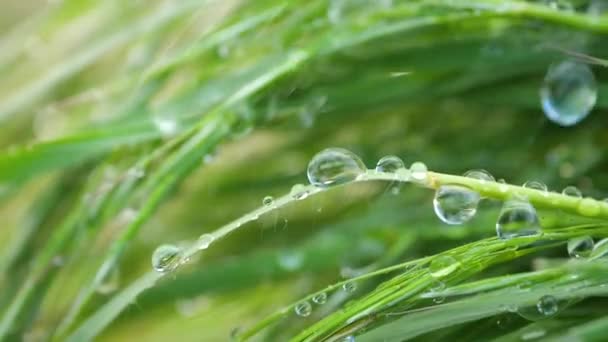 Grünes Gras Der Natur Mit Regentropfen — Stockvideo