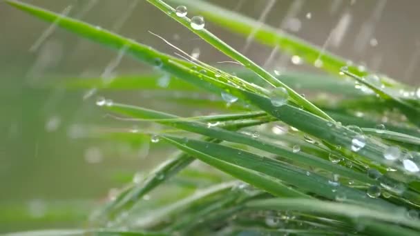 Herbe verte dans la nature avec des gouttes de pluie