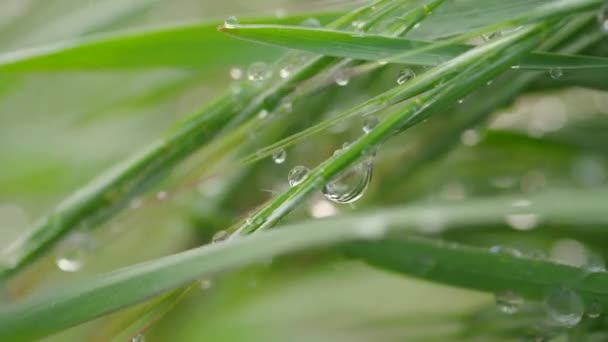 Herbe Verte Dans Nature Avec Des Gouttes Pluie — Video