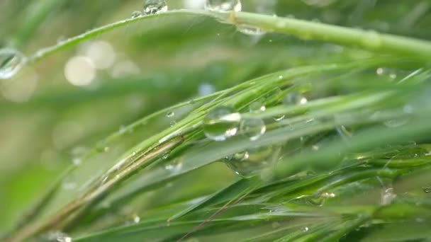 天然绿草 有雨滴 — 图库视频影像