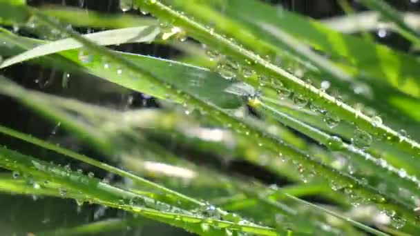 Herbe Verte Dans Nature Avec Des Gouttes Pluie — Video