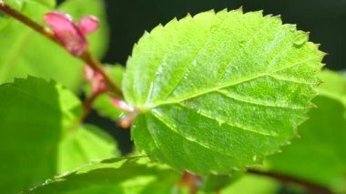 Çiy damlalı yeşil yaprak
