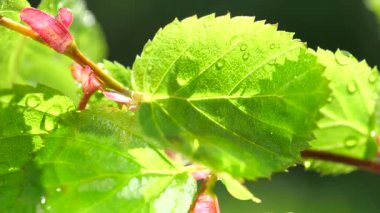 Çiy damlalı yeşil yaprak