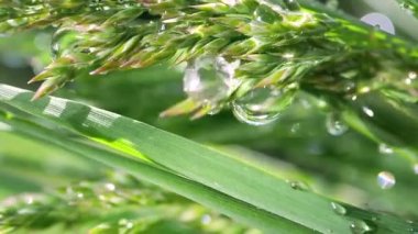 Yeşil çimenler yağmur damlalarıyla birlikte