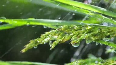 Yeşil çimenler yağmur damlalarıyla birlikte