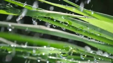 Yeşil çimenler yağmur damlalarıyla birlikte