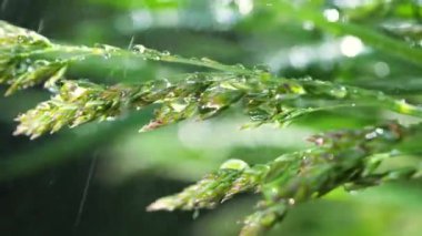 Yeşil çimenler yağmur damlalarıyla birlikte