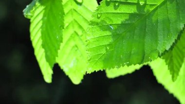 Çiy damlalı yeşil yaprak