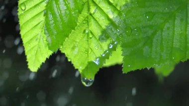 Yağmur damlaları yeşil bir yapraktan yavaşça akar. Doğada..