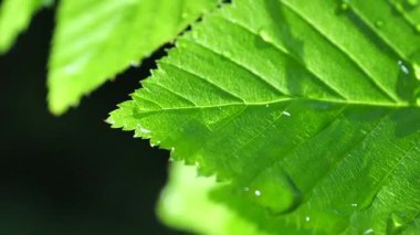 Çiy damlalı yeşil yaprak