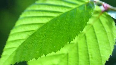 Çiy damlalı yeşil yaprak