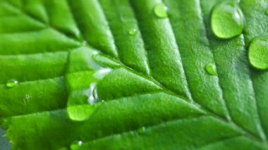 Çiy damlalı yeşil yaprak