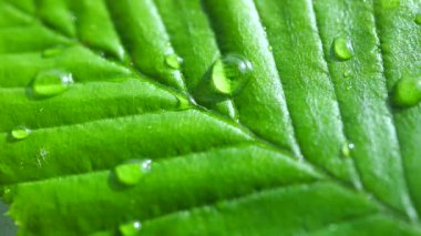 Çiy damlalı yeşil yaprak