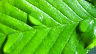 Çiy damlalı yeşil yaprak
