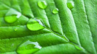 Çiy damlalı yeşil yaprak