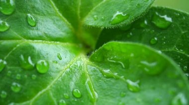 Çiy damlalı yeşil yaprak