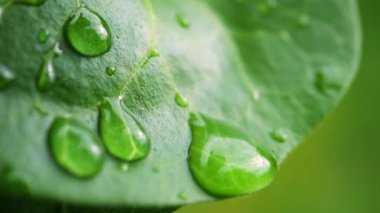 Çiy damlalı yeşil yaprak