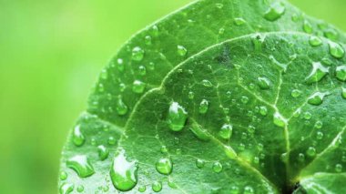Çiy damlalı yeşil yaprak